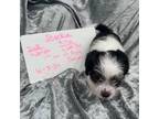 Shorkie Tzu Puppy for sale in Scranton, SC, USA