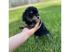 Wapoo Puppy for sale in Bluffton, IN, USA