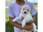 Wapoo Puppy for sale in Bluffton, IN, USA
