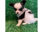 Papillon Puppy for sale in Marshfield, MO, USA