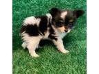 Papillon Puppy for sale in Marshfield, MO, USA