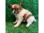Papillon Puppy for sale in Marshfield, MO, USA