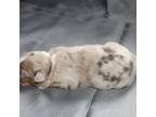 Miniature Australian Shepherd Puppy for sale in Lake City, FL, USA