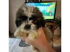 Shih Tzu Puppy for sale in Pilot Mountain, NC, USA