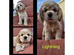 Cocker Spaniel Puppy for sale in Wilmington, NC, USA