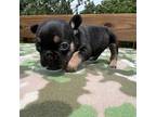 French Bulldog Puppy for sale in Norwalk, IA, USA