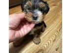 Yorkshire Terrier Puppy for sale in San Jose, CA, USA