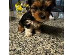 Yorkshire Terrier Puppy for sale in San Jose, CA, USA