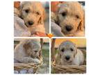 Goldendoodle Puppy for sale in Columbia, NC, USA