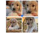 Goldendoodle Puppy for sale in Columbia, NC, USA