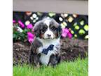 Mutt Puppy for sale in Millersburg, OH, USA