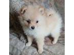 Pomeranian Puppy for sale in Saint Petersburg, FL, USA