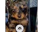 Mutt Puppy for sale in Westminster, CO, USA