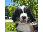 Bernese Mountain Dog Puppy for sale in Franklin, IL, USA