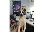 Adopt Lonie a Parson Russell Terrier, Mixed Breed