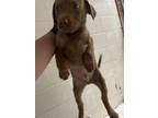 Adopt Tenderloin a Pit Bull Terrier, Mixed Breed
