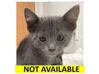 Adopt Biscuit a Domestic Short Hair