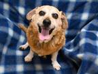 Adopt Rascal a Beagle, Mixed Breed