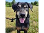 Adopt Lincoln a Mixed Breed, Hound