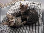 Adopt Dill Pickles & Tommy Pickles **BONDED PAIR** a Domestic Short Hair