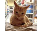 Adopt Toadbert a Domestic Short Hair