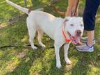Adopt Kuzco a American Staffordshire Terrier, Boxer