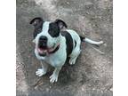 Adopt Eddie a Pit Bull Terrier, Mixed Breed