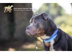 Adopt 74049a Feedback Loop a American Staffordshire Terrier, Mixed Breed