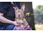 Adopt 73571A Spork a American Staffordshire Terrier, Mixed Breed
