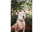 Adopt 73640A Corvette a American Staffordshire Terrier, Mixed Breed