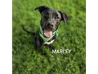 Adopt Aries (Marley) a Mixed Breed