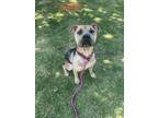 Adopt Happy Gilmore a Mixed Breed