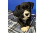 Adopt Thumper a Terrier, Mixed Breed