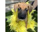 Adopt Dopey a Boxer, Black Mouth Cur