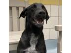 Adopt Tate a Black Labrador Retriever, Mixed Breed