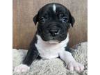 Adopt Radon a American Staffordshire Terrier, Boxer
