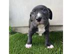Adopt Cobalt a American Staffordshire Terrier, Boxer