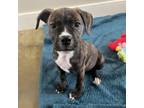 Adopt Logan a American Staffordshire Terrier, Mixed Breed