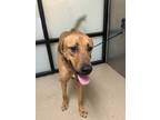 Adopt Ace a Black Mouth Cur, Mixed Breed