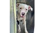 Adopt 56071508 a Pit Bull Terrier, Mixed Breed