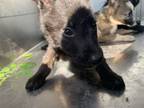 Adopt Nom Nom a German Shepherd Dog, Mixed Breed