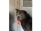 Adopt Sal a Pit Bull Terrier, Mixed Breed