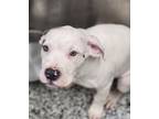Adopt Thad a Pit Bull Terrier, Mixed Breed