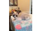 Adopt Meow Meow a Snowshoe, Domestic Short Hair