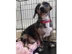 Adopt Fancy Pants a Dachshund, Mixed Breed