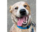 Adopt Sheldon a Cattle Dog, Mixed Breed