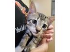 Adopt Copperfield a Domestic Short Hair