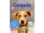 Adopt Corazon a Terrier, Mixed Breed