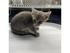 Adopt Bling Clawsby a Domestic Short Hair