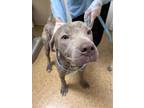Adopt Admiral Gruff a American Staffordshire Terrier, Mixed Breed